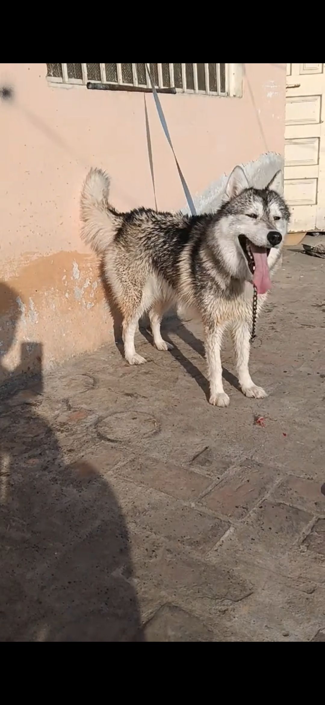 Siberian Husky