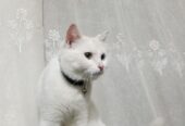Odd Eyes white Persian Male Cat