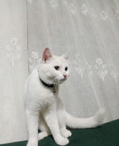 Odd Eyes white Persian Male Cat
