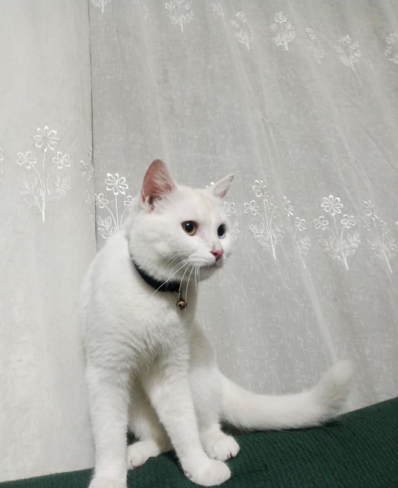 Odd Eyes white Persian Male Cat