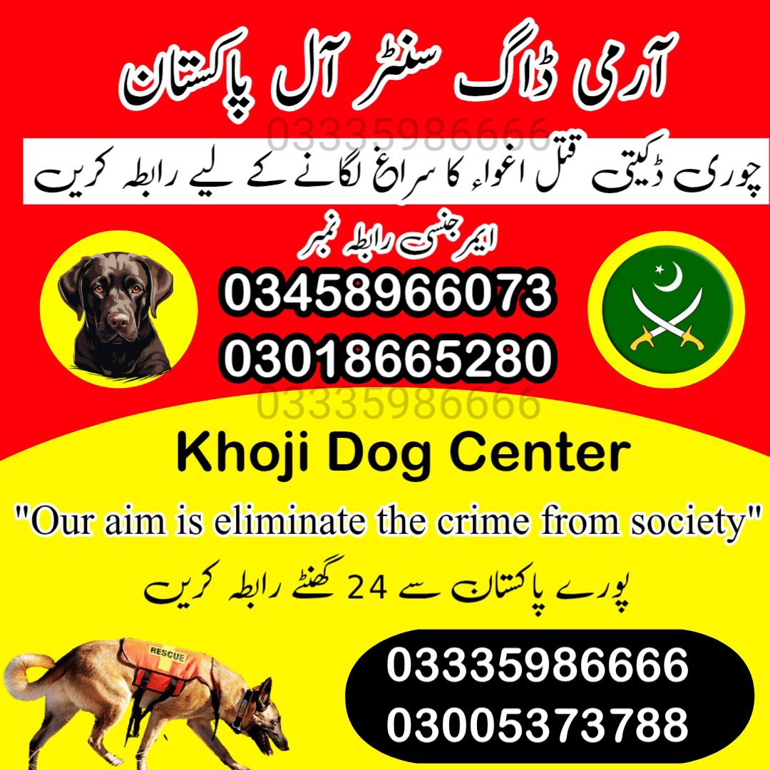 Khoji Dog In Khanewal 03018665280 ! Khoji Kutta Service Khanewal