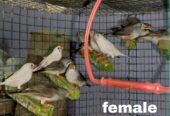 Zebra finches Male and Female