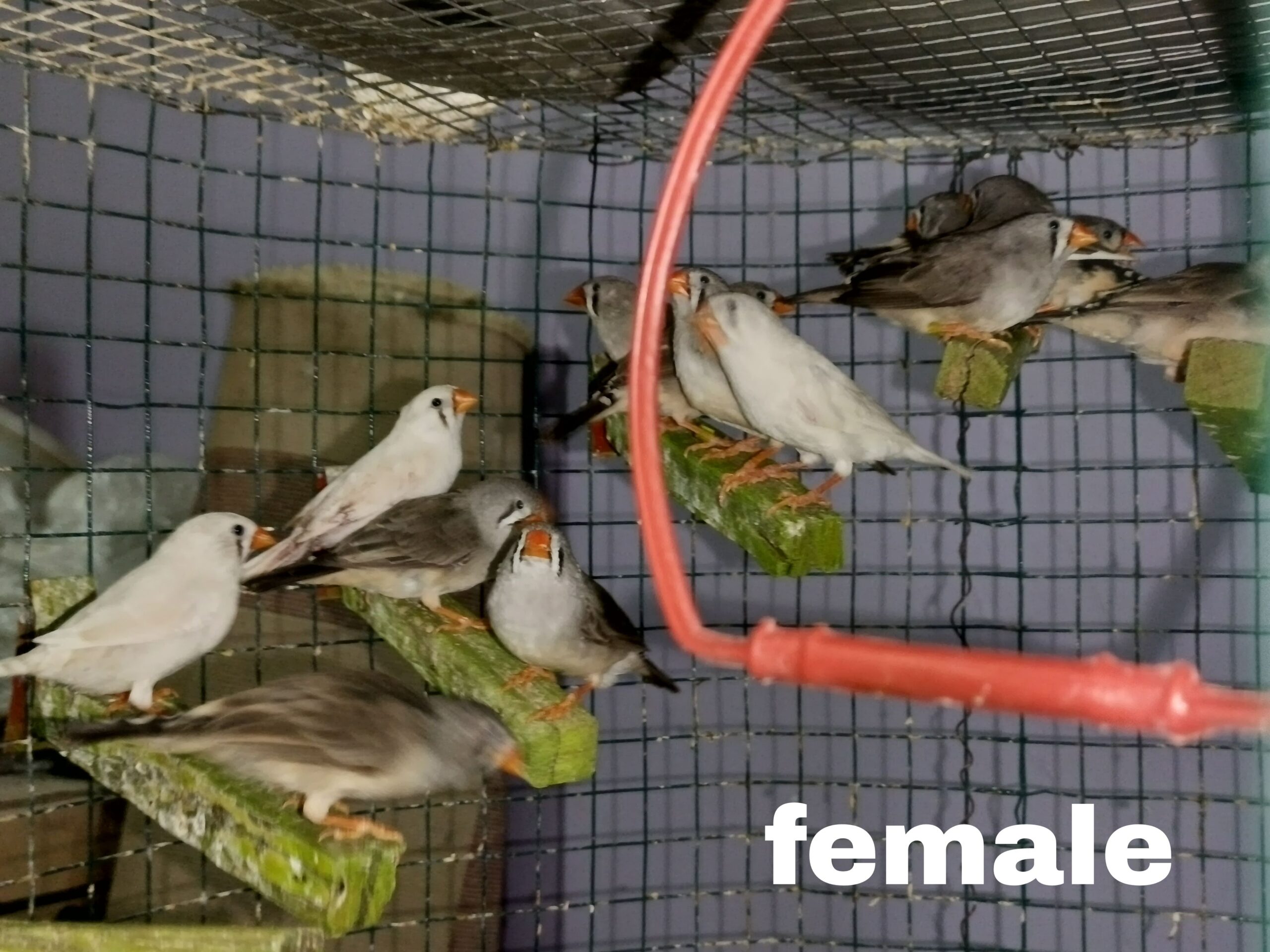 Zebra finches Male and Female