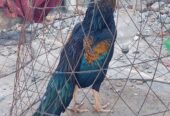 Sawa jawa Breeder male for sale.