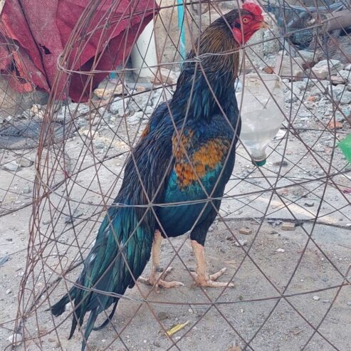 Sawa jawa Breeder male for sale.