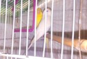 Red eyes Australian parrot/budgies pair with cage
