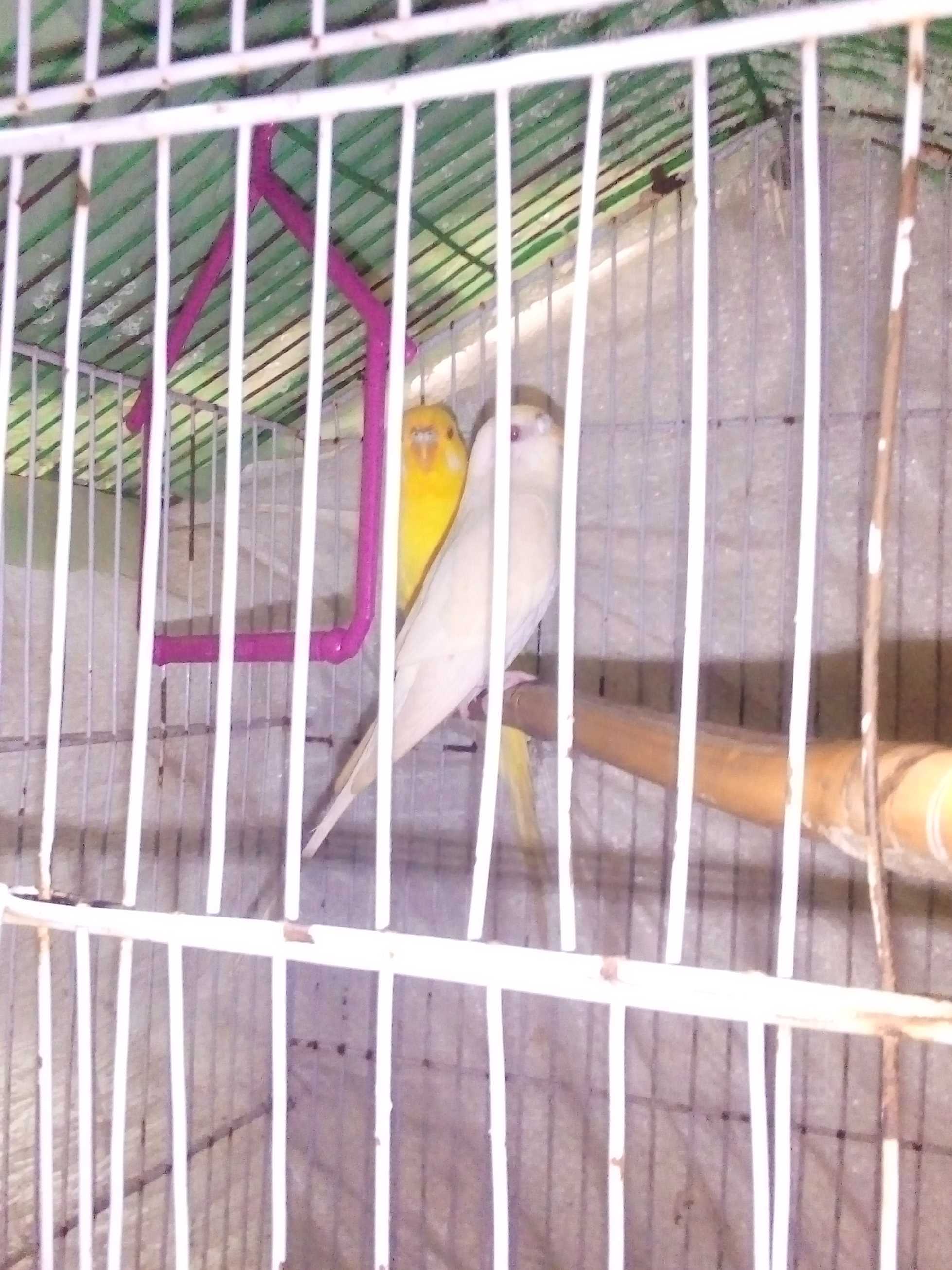 Red eyes Australian parrot/budgies pair with cage