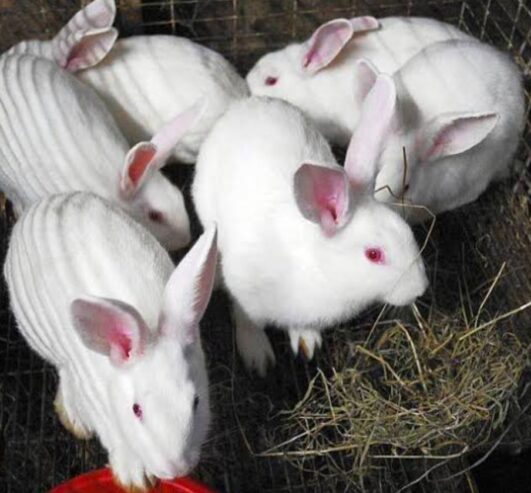 NEW ZEALAND WHITE RABBIT BUNNY