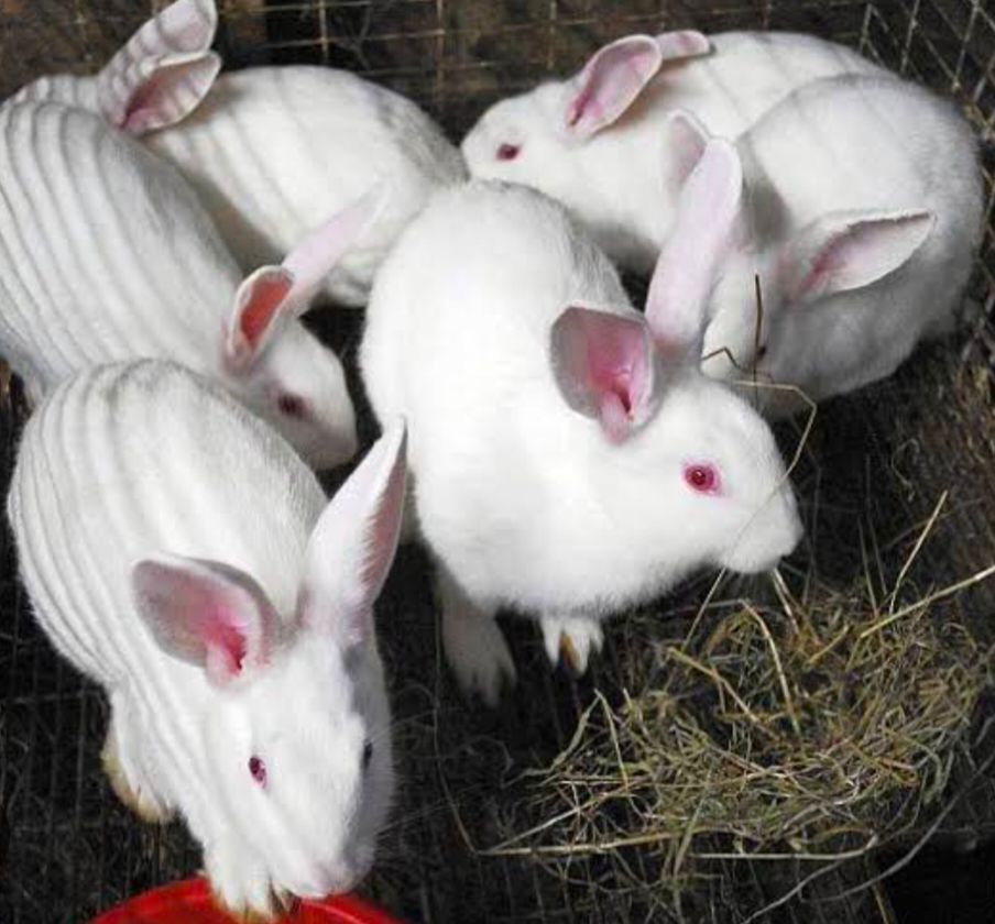 NEW ZEALAND WHITE RABBIT BUNNY