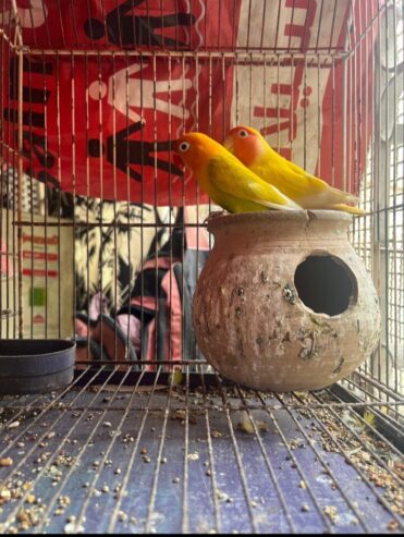 Love birds loutuno