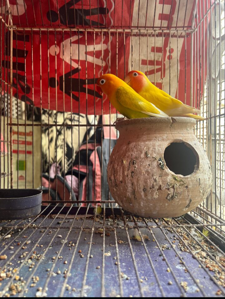 Love birds loutuno