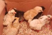Golden miri chicks desi chicks