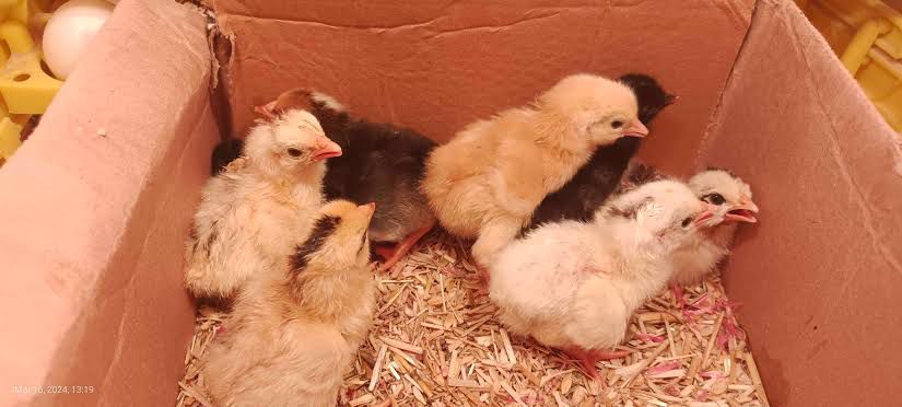 Golden miri chicks desi chicks