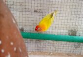 Lutino personata pair red eyes