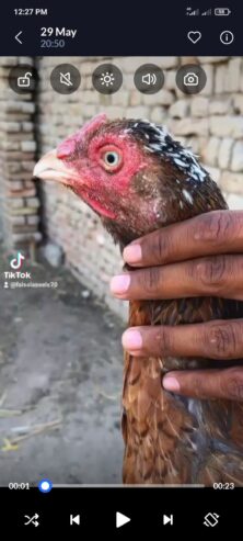 Kasni Madi nilay doray wali