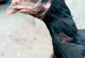 Penas pakoyii Female for sale