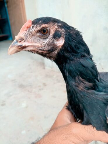 Penas pakoyii Female for sale