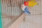 Love birds