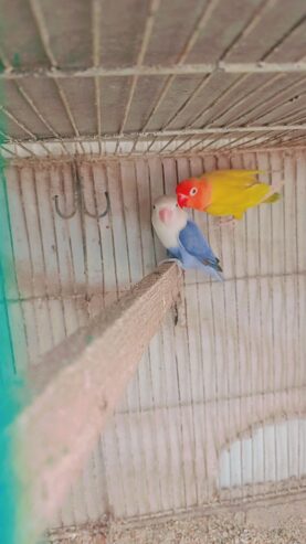 Love birds