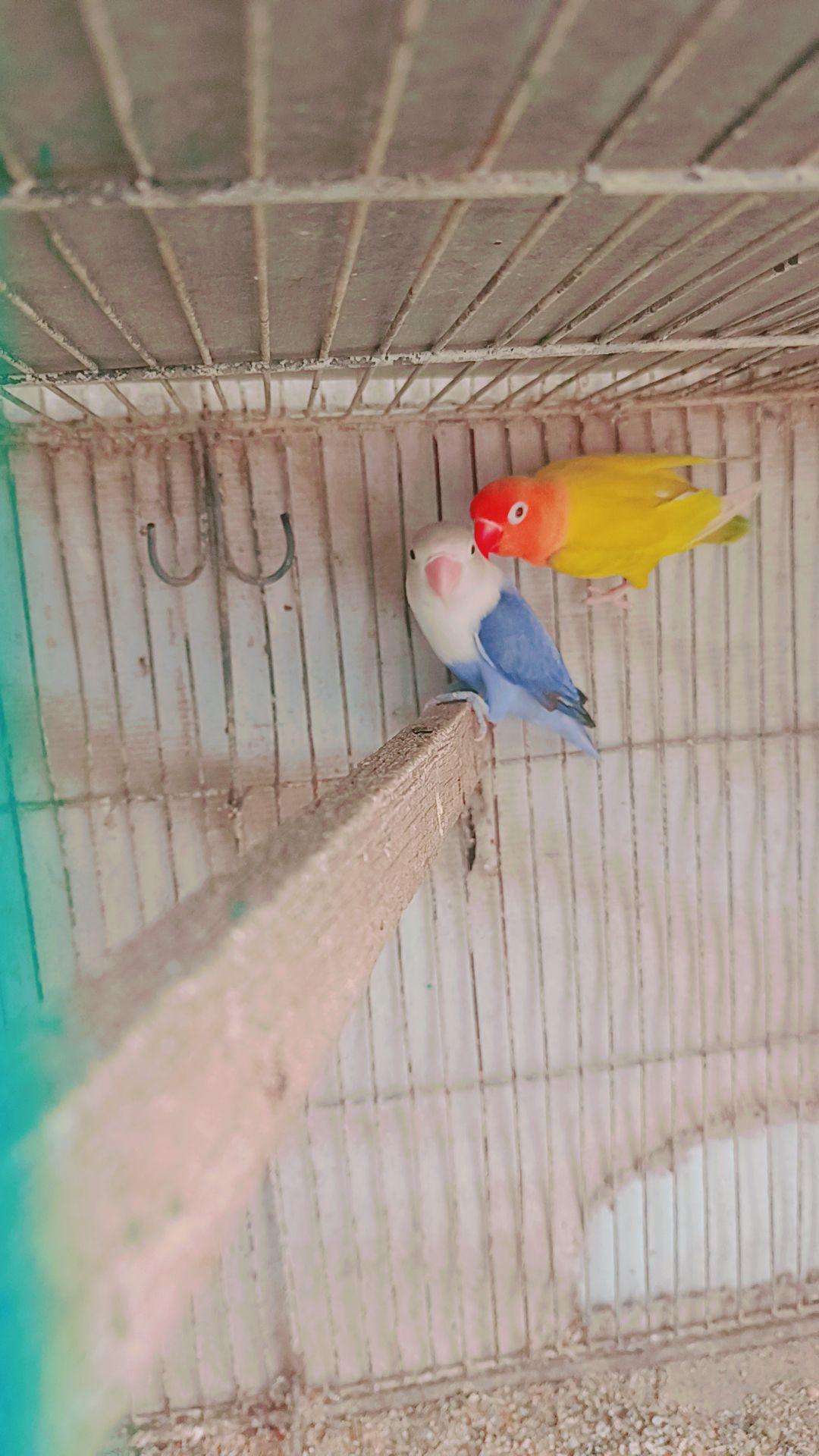 Love birds
