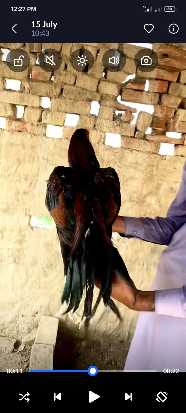 Lakha Aseel Male