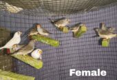 Zebra finches Male and Female
