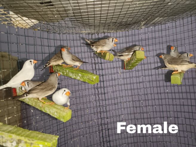 Zebra finches Male and Female