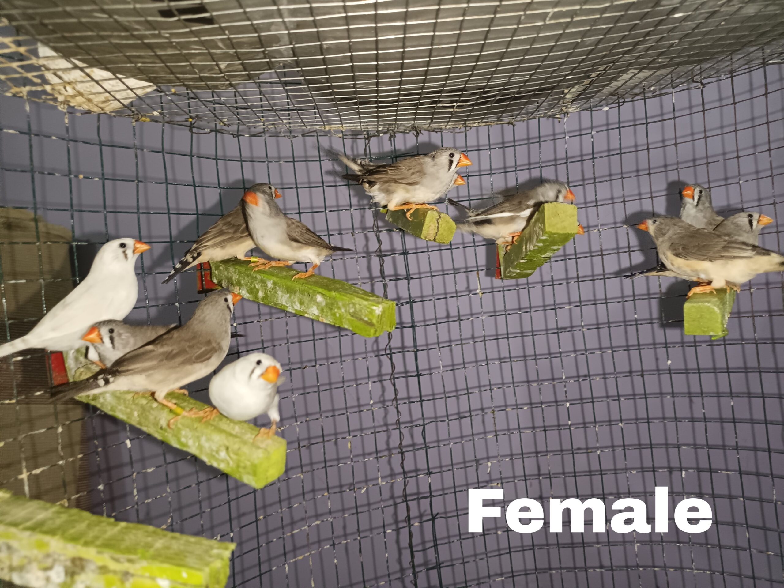 Zebra finches Male and Female