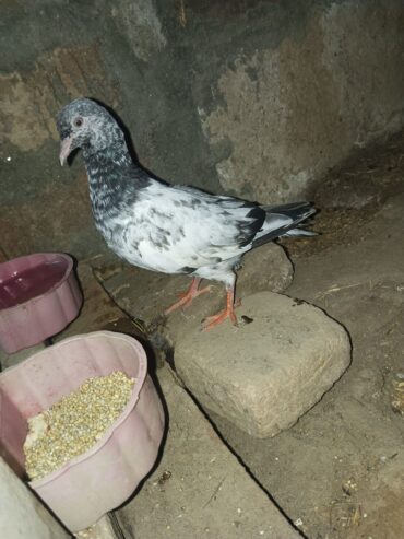 Bazi Wala pigeon