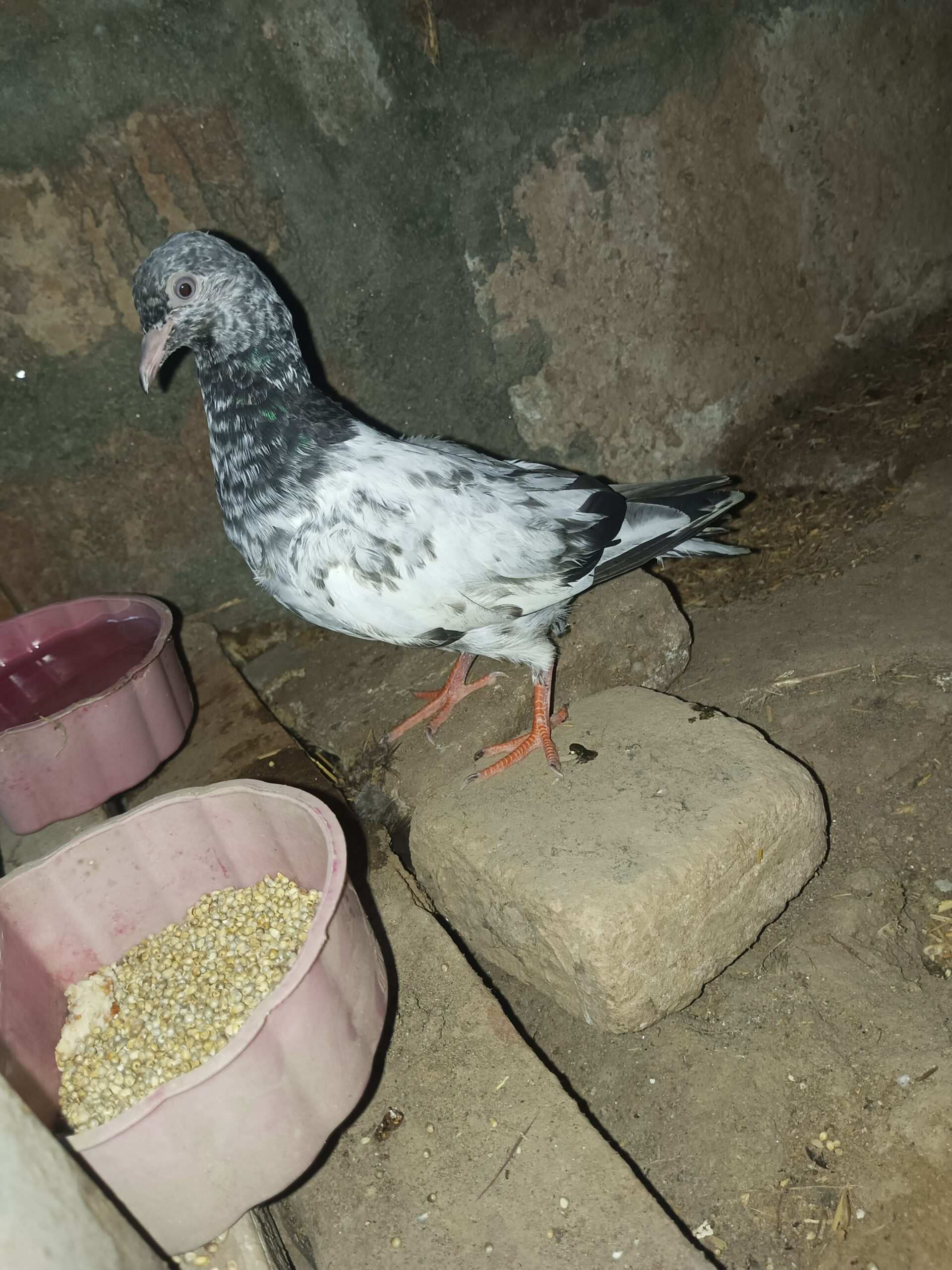 Bazi Wala pigeon