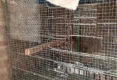 cage for sale