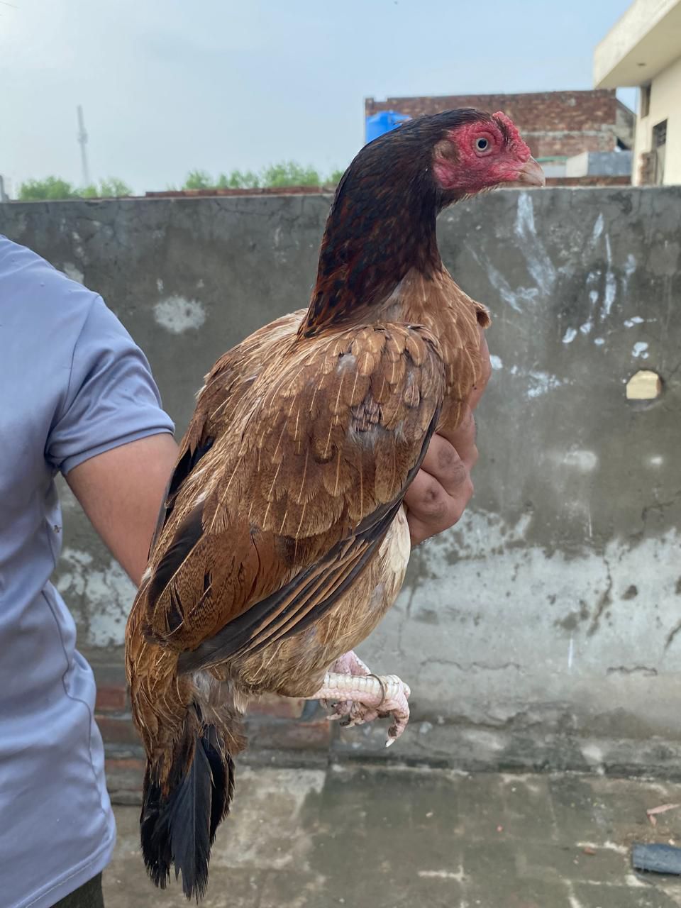 Pure aseel mianwali madi old breed age 2 years
