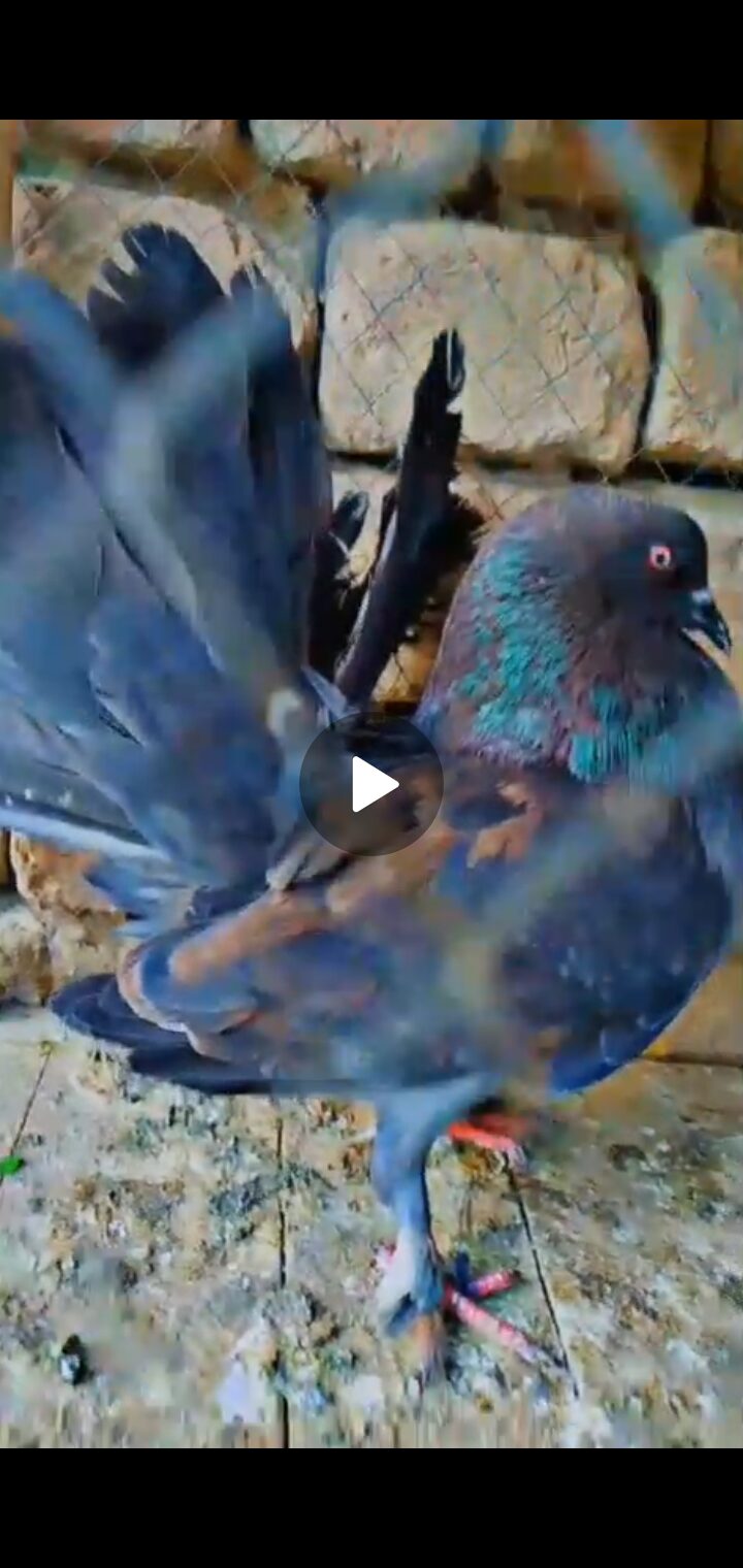 Breeder female