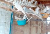 Common red dove breeder pairs