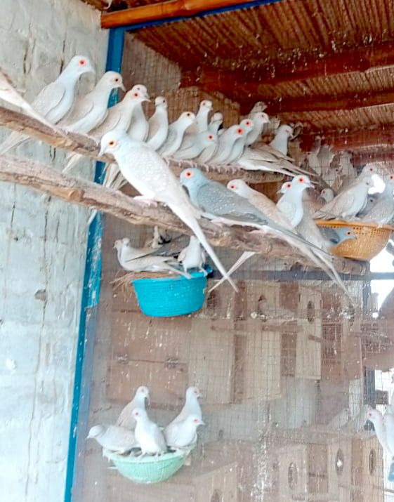Common red dove breeder pairs