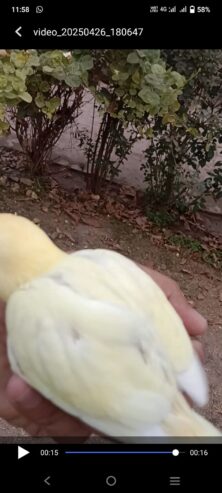 Lovebird