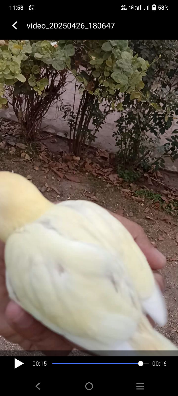 Lovebird