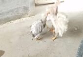Aseel chick