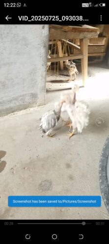 Aseel chick