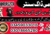 Khoji Dog Center Mandi Bahauddin 03458966073 Khoji Kuttay Contact Number