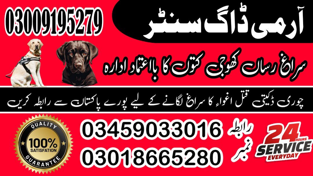 Khoji Dog Center Mandi Bahauddin 03458966073 Khoji Kuttay Contact Number