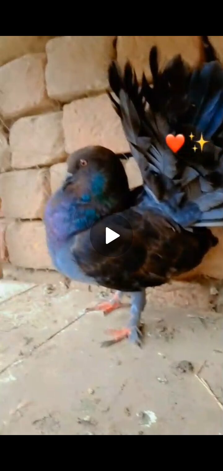 Breeder female
