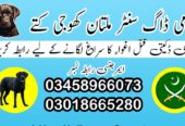 Army Dog Center Khanewal 03009195279 | Khoji Dogs In Khanewal