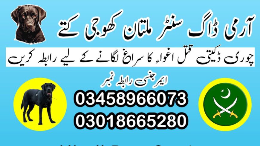 Army Dog Center Khanewal 03009195279 | Khoji Dogs In Khanewal