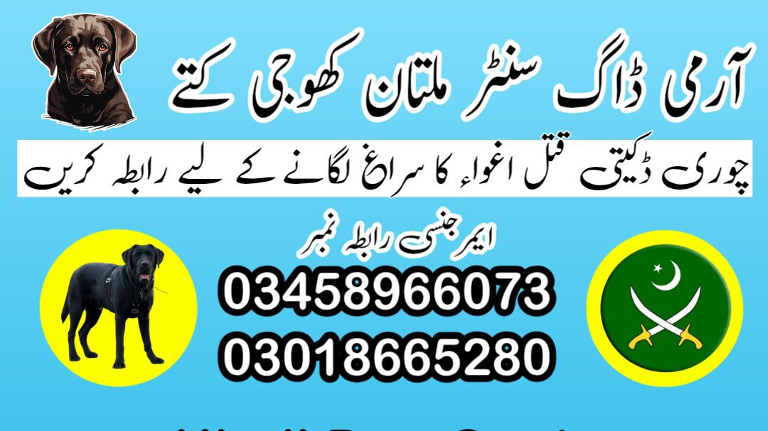 Army Dog Center Khanewal 03009195279 | Khoji Dogs In Khanewal