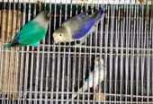 Love birds for sale
