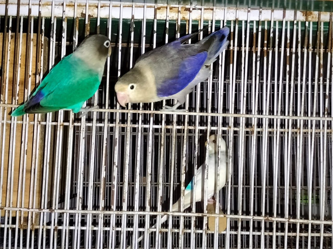 Love birds for sale
