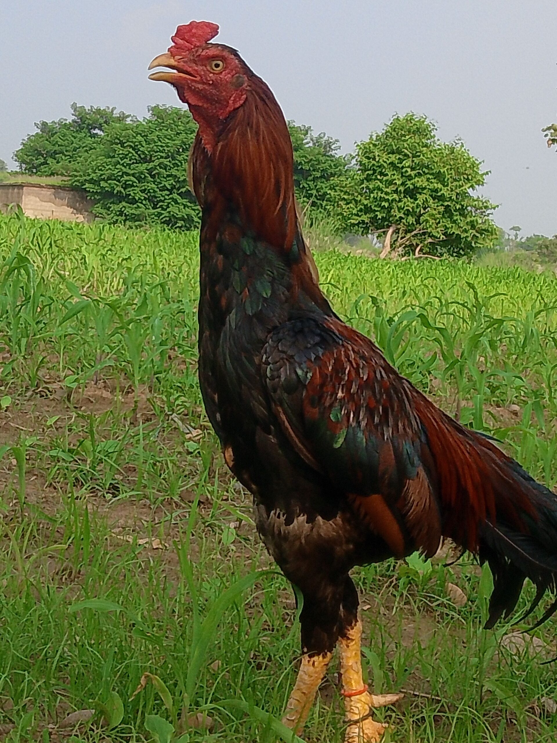 Lakha patha