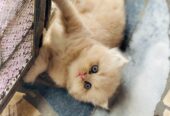 Persian kitten