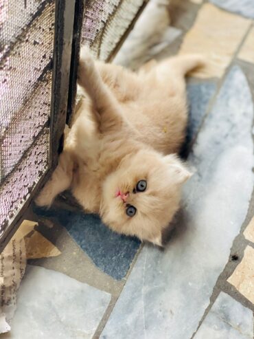 Persian kitten